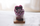 Purpura