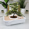 Kit de cultivo El arte del bonsái